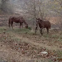 اسب مادیان با کره مادیان|اسب و تجهیزات اسب‌سواری|منجوان, |دیوار