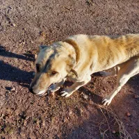 سگ افغان|سگ|قزوین, |دیوار