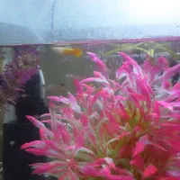 ماهی گوپی.|ماهی|قزوین, |دیوار