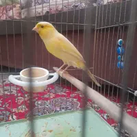 دو عدد قناری نر و ماده