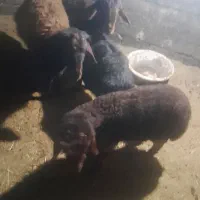 برنر۳تا ویک ماده بازدید هشترود