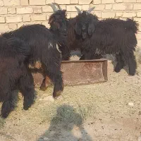 کهره نر چاق|حیوانات مزرعه|مرودشت, پشت سایپا|دیوار