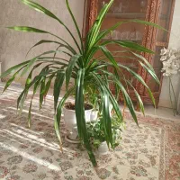 گل پاندانوس