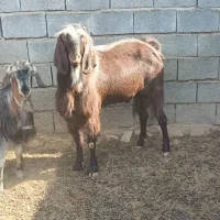 بعده نژدین تخمی بز نر