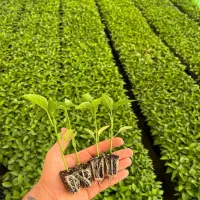 نشا گوجه فلفل بادمجان|خدمات باغبانی و درختکاری|جم, |دیوار