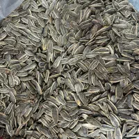 تخمه آفتابگردان