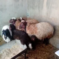 دو راس میش وبره باب داشتی جوان