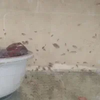 سیچیلاید زبرا یک بندی 10 ت سیچلاید ماهی گوشت خوار|ماهی|تهران, صفا|دیوار