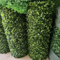 پادری ژله ای|پادری|بهارستان, |دیوار