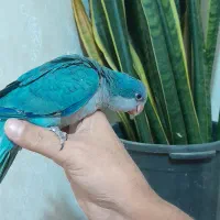 دنیای رنگی جوجه های راهب خرید مستقیم|پرنده|تهران, آهنگ|دیوار