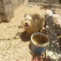 معاوضه سگ پاپی بسیار باهوش