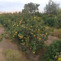 زمین-فروشی-به-متراژ2700متر-مربع-ویدوجا