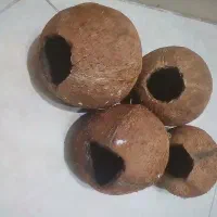 لونه پرنده