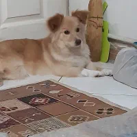 فروش سگ خانگی