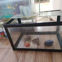 آکواریوم|ماهی|لشت نشا, |دیوار