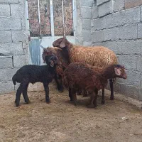 گوسفندبره دار جوان