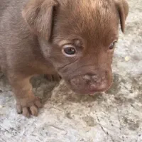 سگ پیتبول اصیل