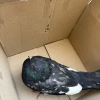 فروش کفتر|پرنده|شیروان (خراسان), |دیوار