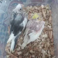 عروس هلندی سرلاکی سمت راستی بفروش میرسد