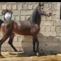 فروش اسب نریان|اسب و تجهیزات اسب‌سواری|ایلام, |دیوار