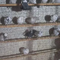 کفتر پرشی|پرنده|قلعه نو, |دیوار