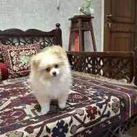 سگ پامر