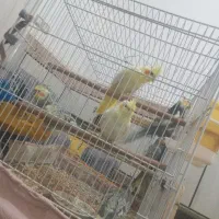 عروس هلندی