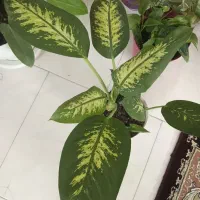 گل اپارتمانی|گل و گیاه طبیعی|مشهد, امیریه|دیوار