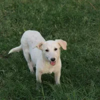 سگ ماده واکسن خورده شناسنامه دار|سگ|کاشان, مدرس|دیوار