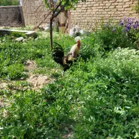 خروس محلی
