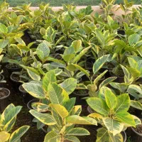 فروش عمده فیکوس شرابی و آلتیسما|گل و گیاه طبیعی|نکا, |دیوار