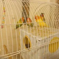 فروش طوطی برزیلی با رنگ‌های جذاب|پرنده|خرم‌آباد (تنکابن), |دیوار