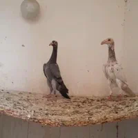 کبوتر سار کاریر کله هما|پرنده|مشهد, امام خمینی|دیوار