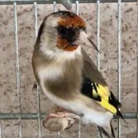 سهره نر و سهره ماده|پرنده|شیراز, شهرک گلستان|دیوار