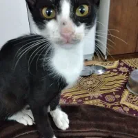 بچه گربه
