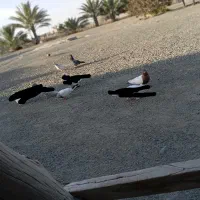 کبوتر پرشی و سینی