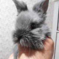 خرگوش نژاد دار