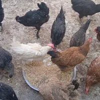 مرغ بومی تخم کن