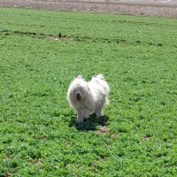 شیتزو تریر  واگذاری رایگان