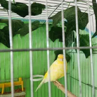 قناری نر مست 2ساله سالم قواردار|پرنده|سقز, |دیوار