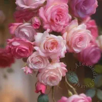 پرستار کودک