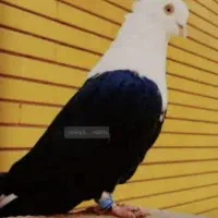 فروش کبوتر درمان و پرنده سلامت نژادهای خاص