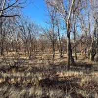 باغ گردو واقع در باغات پشت شهرک هجرت