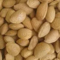 بادام سنگی امسالی