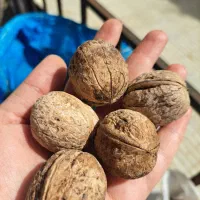 گردو درشت مغز سفید اقلید