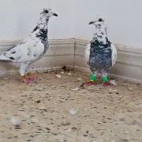 نرماده