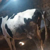 گاو و گوساله هلشتاین|حیوانات مزرعه|موچش, |دیوار