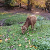 گاو جنگلی آبستن فروشی