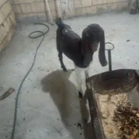 گوسفند