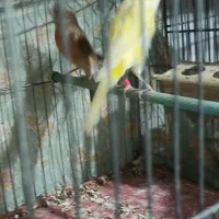 قناری وسهره ماده